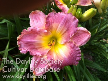 Daylily Hill Hollow Rosy